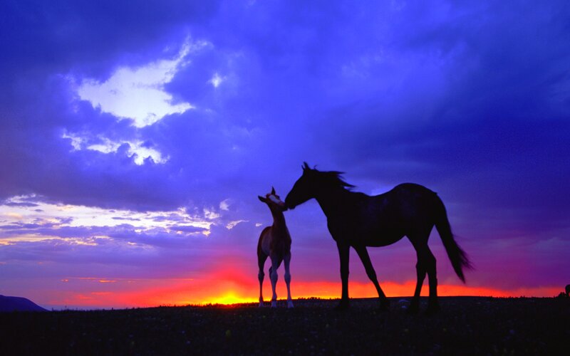 Horse and Foal Silhouette — Purple