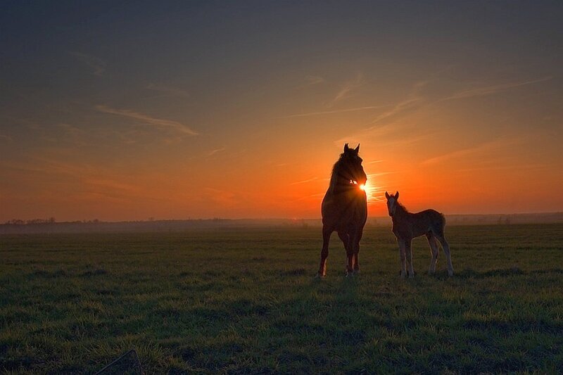 Horse and Foal Silhouette