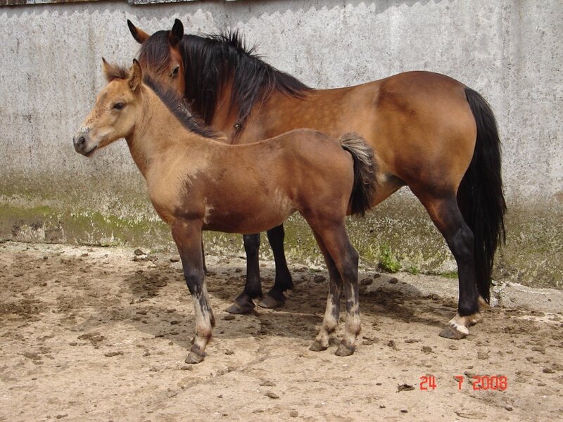 Horse and foal standing together