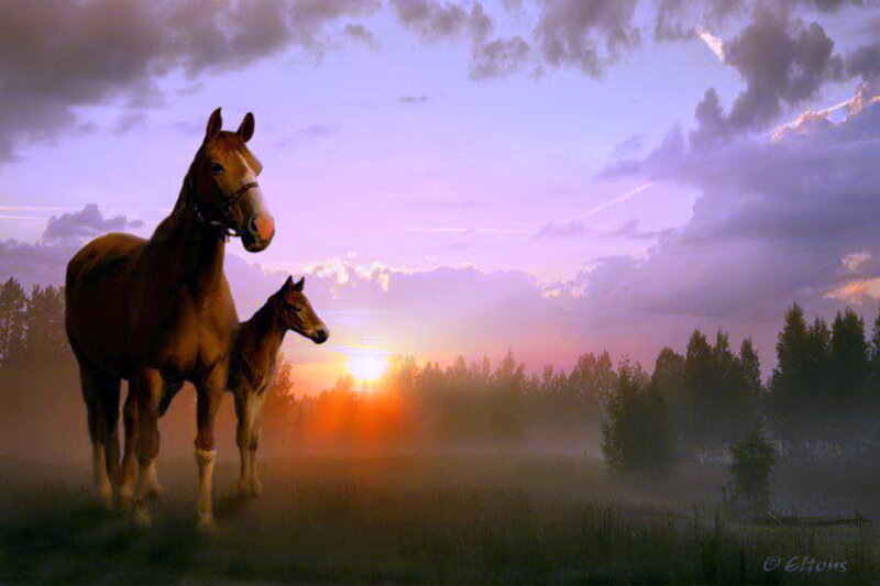 Horse and Foal