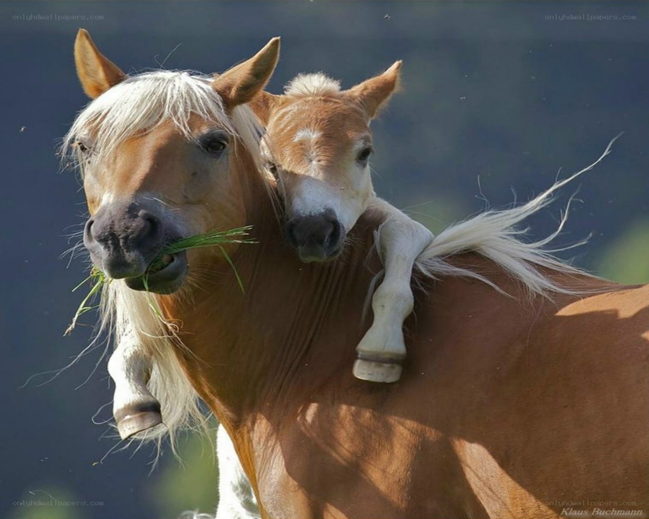 Horse and foal together