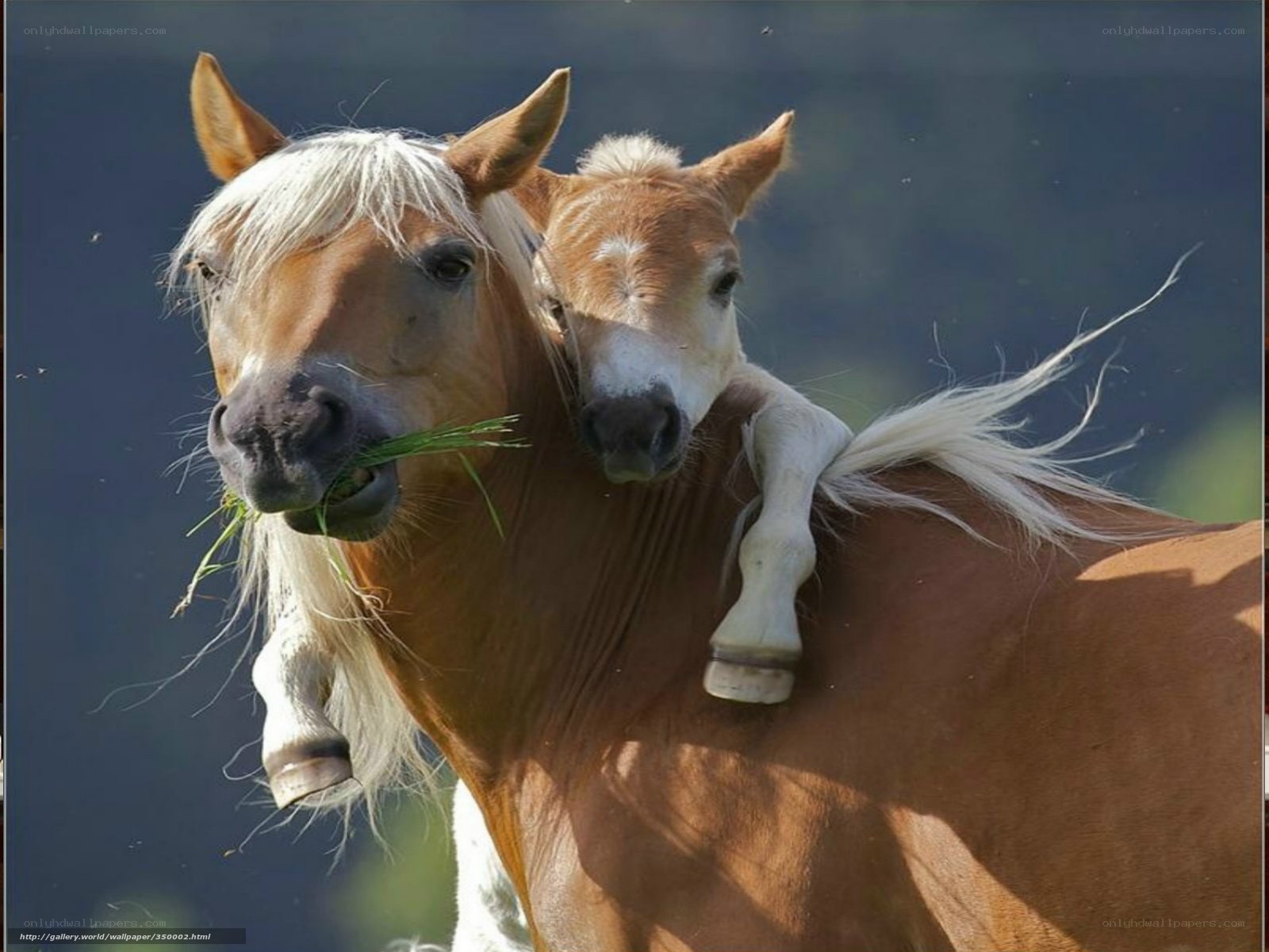 Horse and foal together