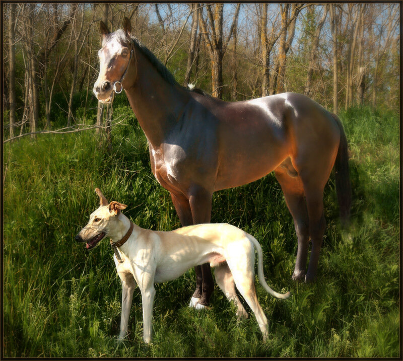 Horse and Greyhound Dog