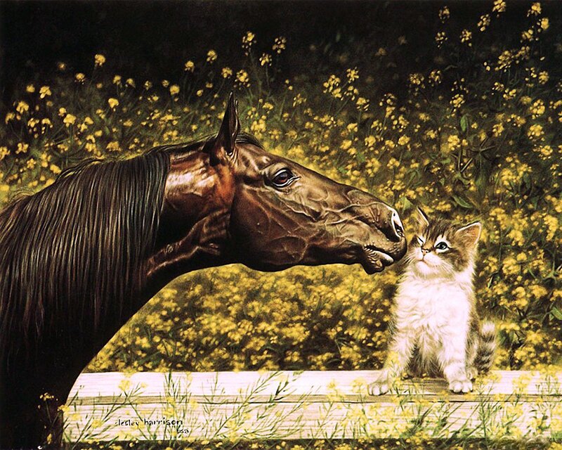 Horse and Kitten — Brown, Serene