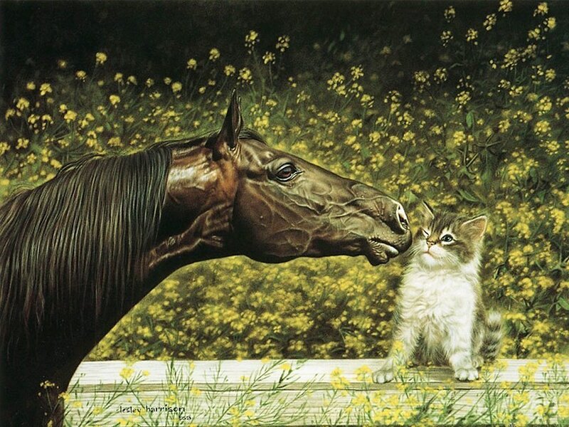 Horse and Kitten