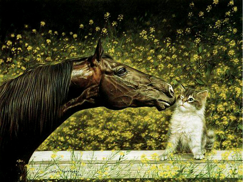 Horse and Kitten — Yellow