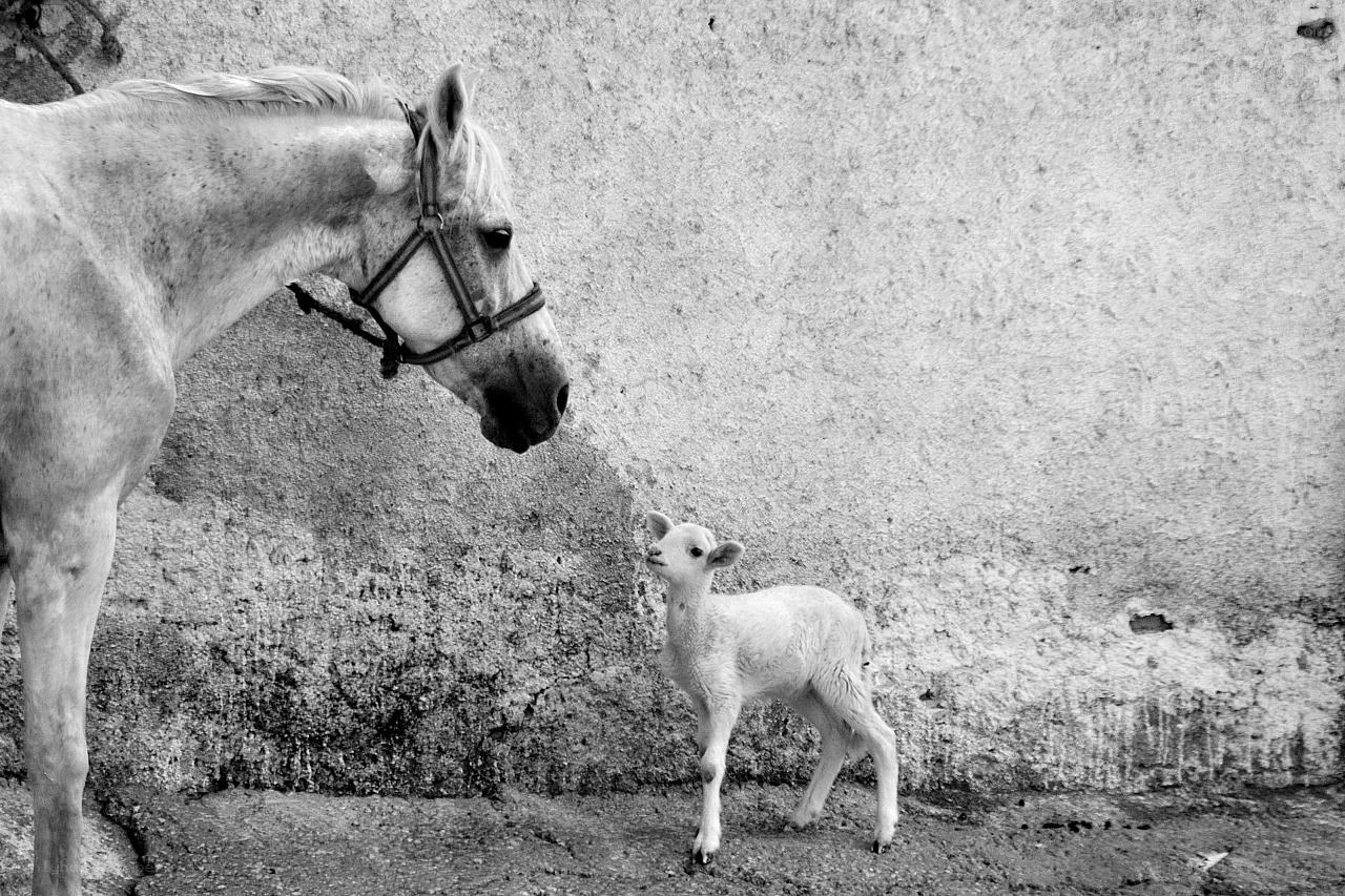 Horse and lamb standing together