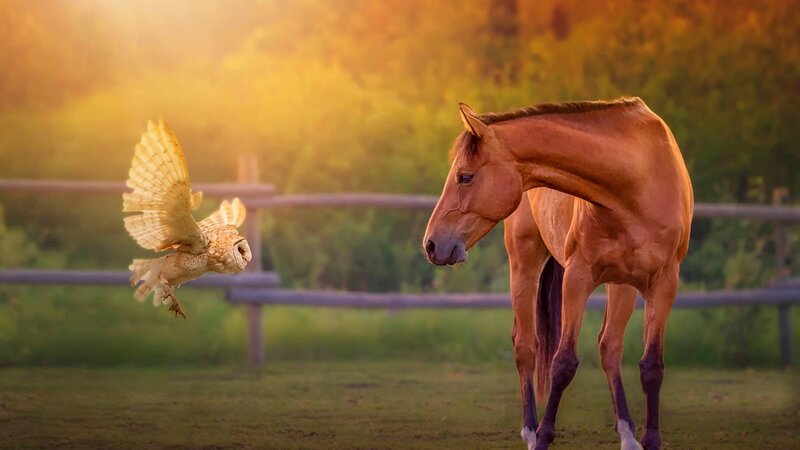 Horse and Owl in Field