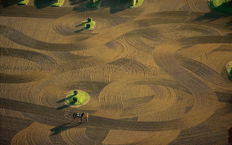 Horse and Person in Field