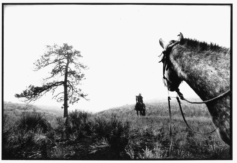 Horse and rider in a field