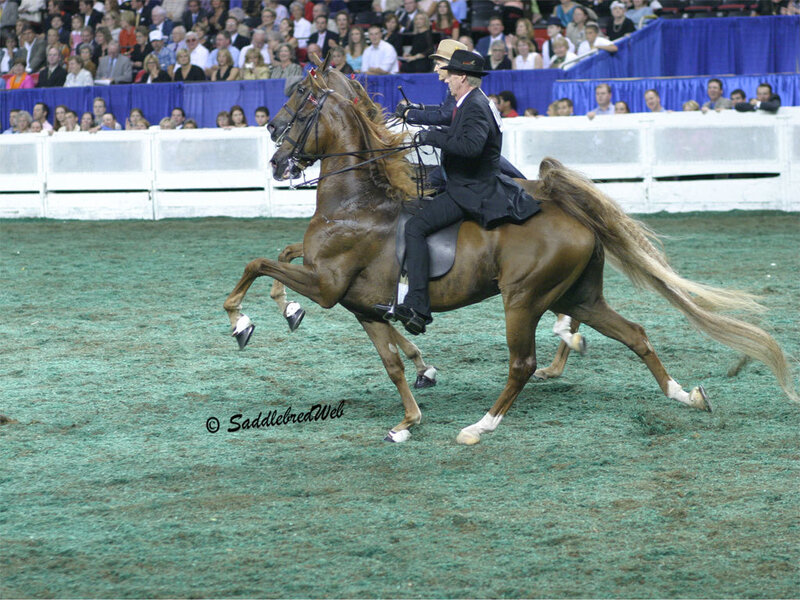 horse and rider in arena