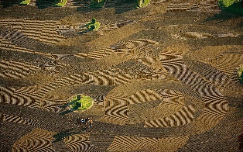 Horse and Rider in Field