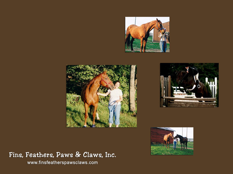 Horse and rider photos collage
