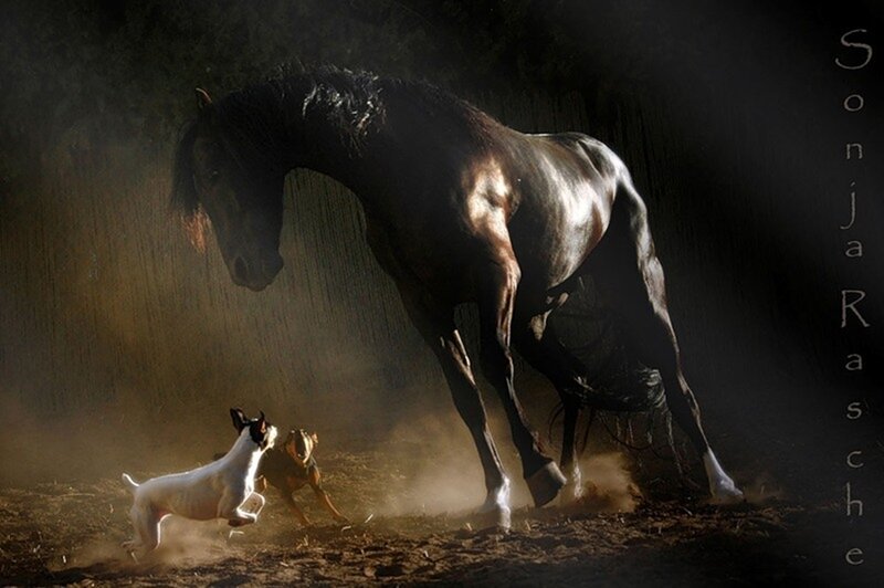Horse and Two Dogs