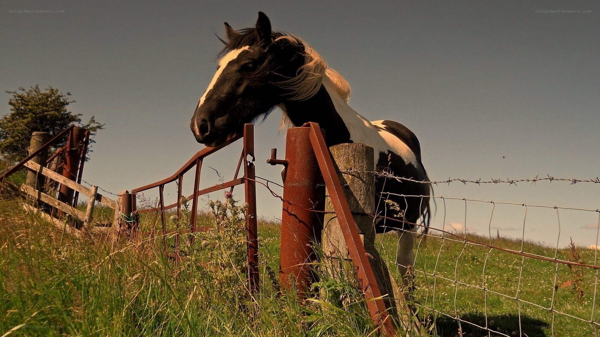 horse at a fence gate