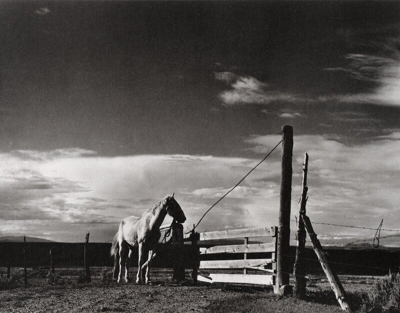 Horse at a rural gate