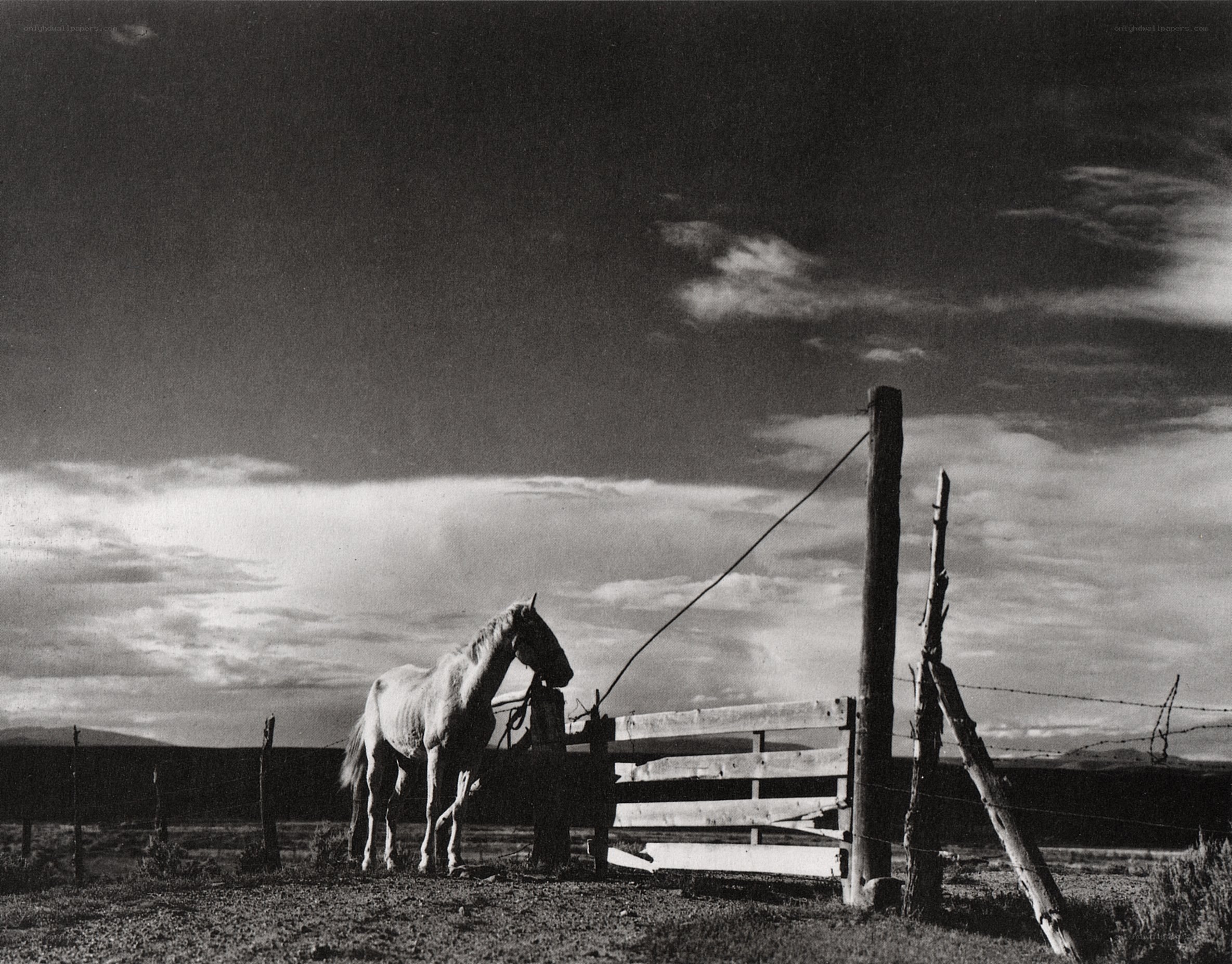 Horse at a rural gate