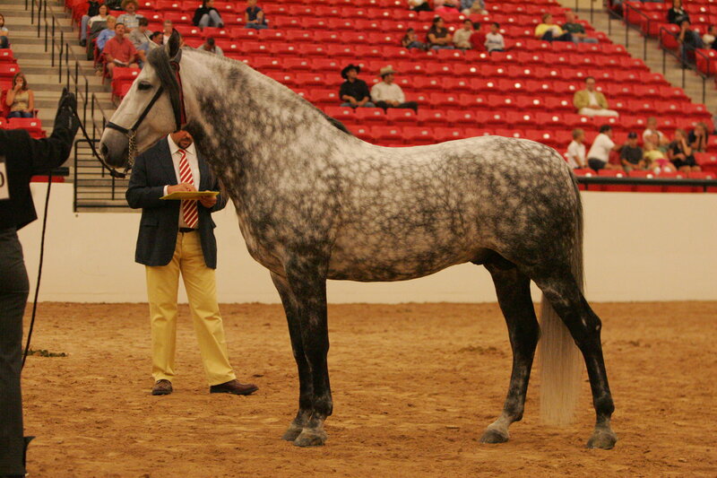 horse at a show
