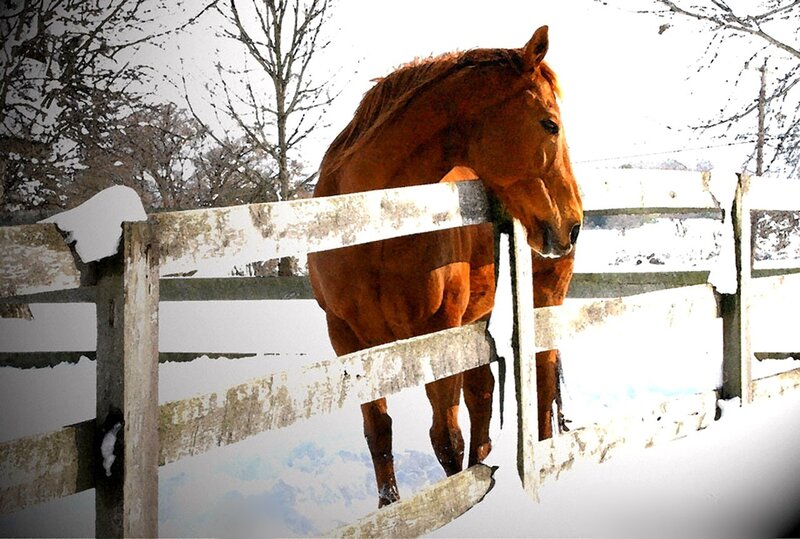 horse at a snowy fence