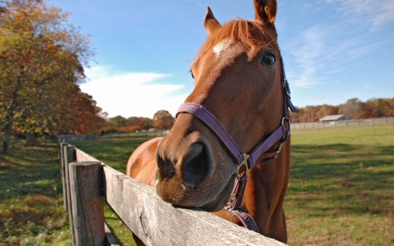 horse at a wooden fence