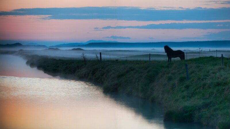 Horse at dawn by a misty river