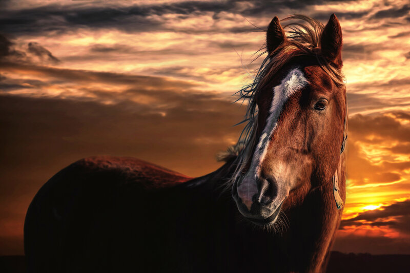 Horse at sunset