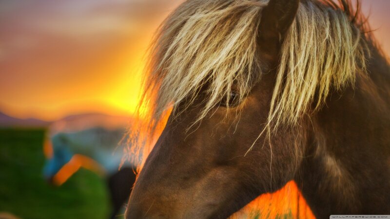 horse at sunset