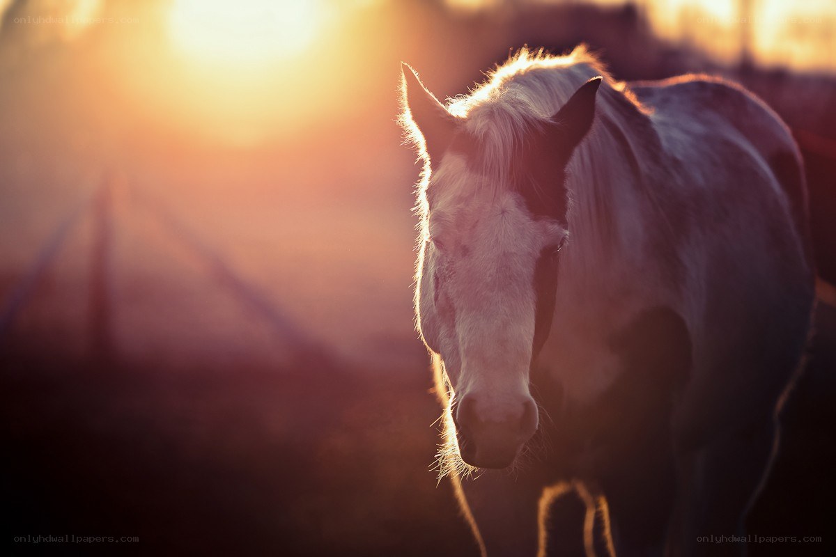 horse at sunset