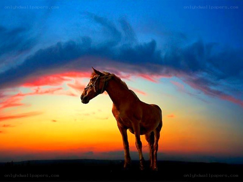 horse at sunset