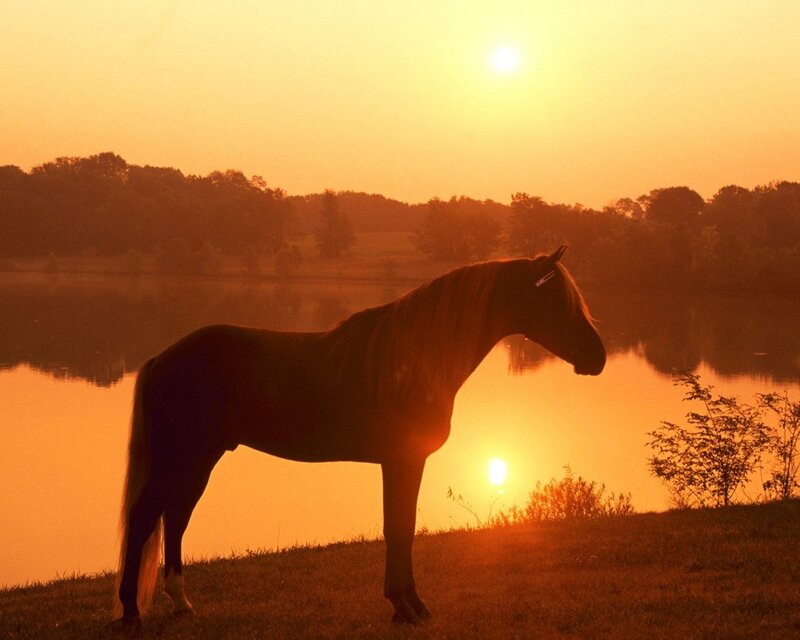 horse at sunset by the lake
