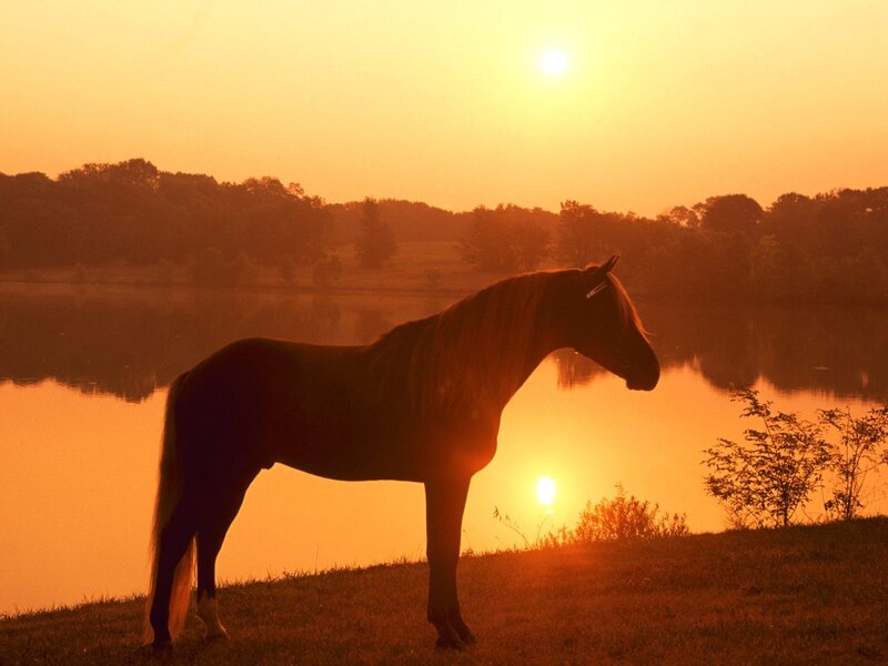 Horse at sunset by the lake