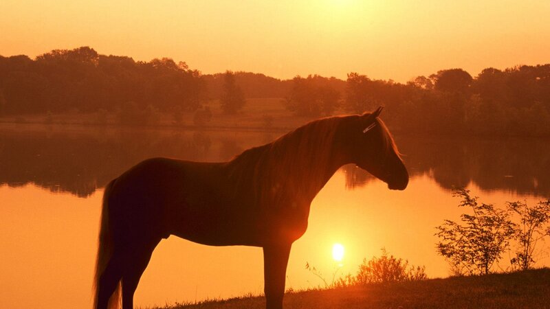 horse at sunset by the lake