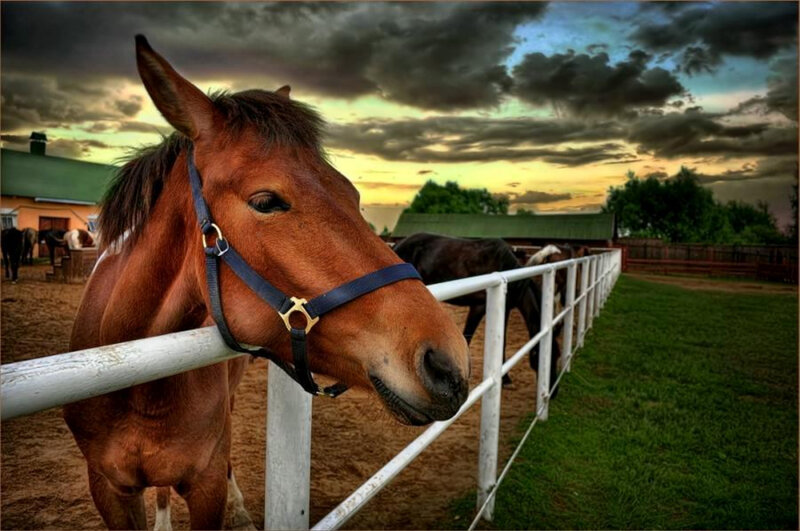 horse at sunset in a paddock