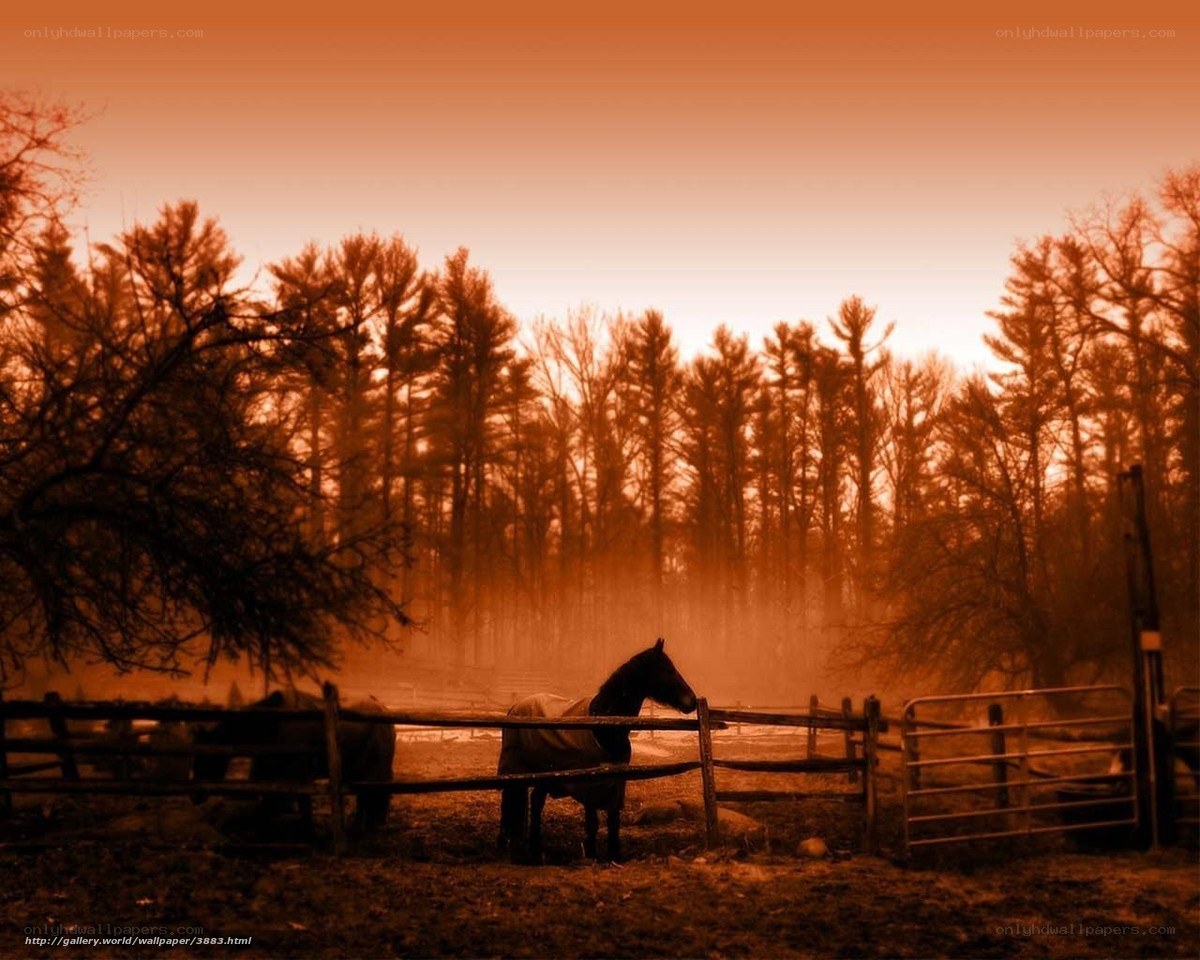 Horse at sunset in a paddock