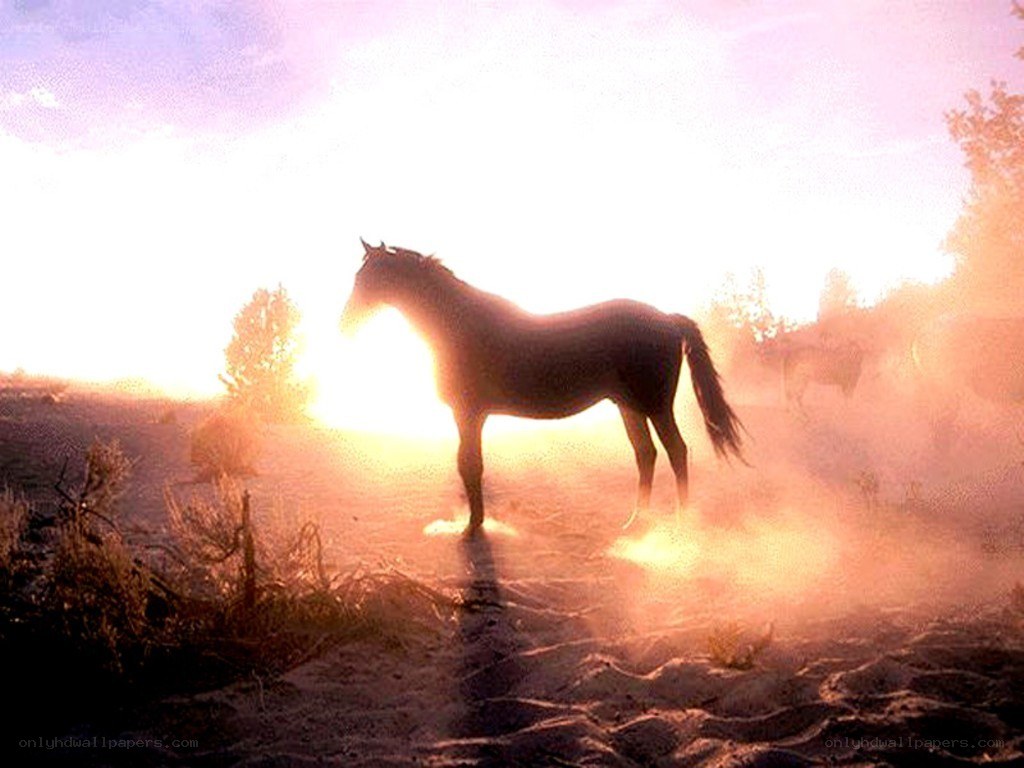 horse at sunset in dust