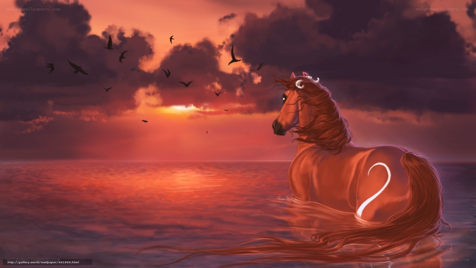 horse at sunset in water