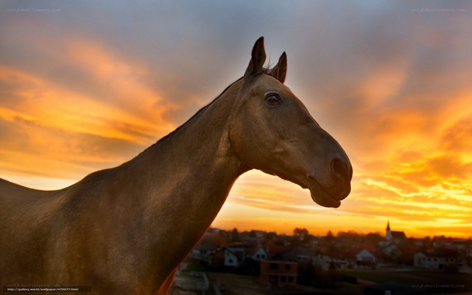 horse at sunset over town