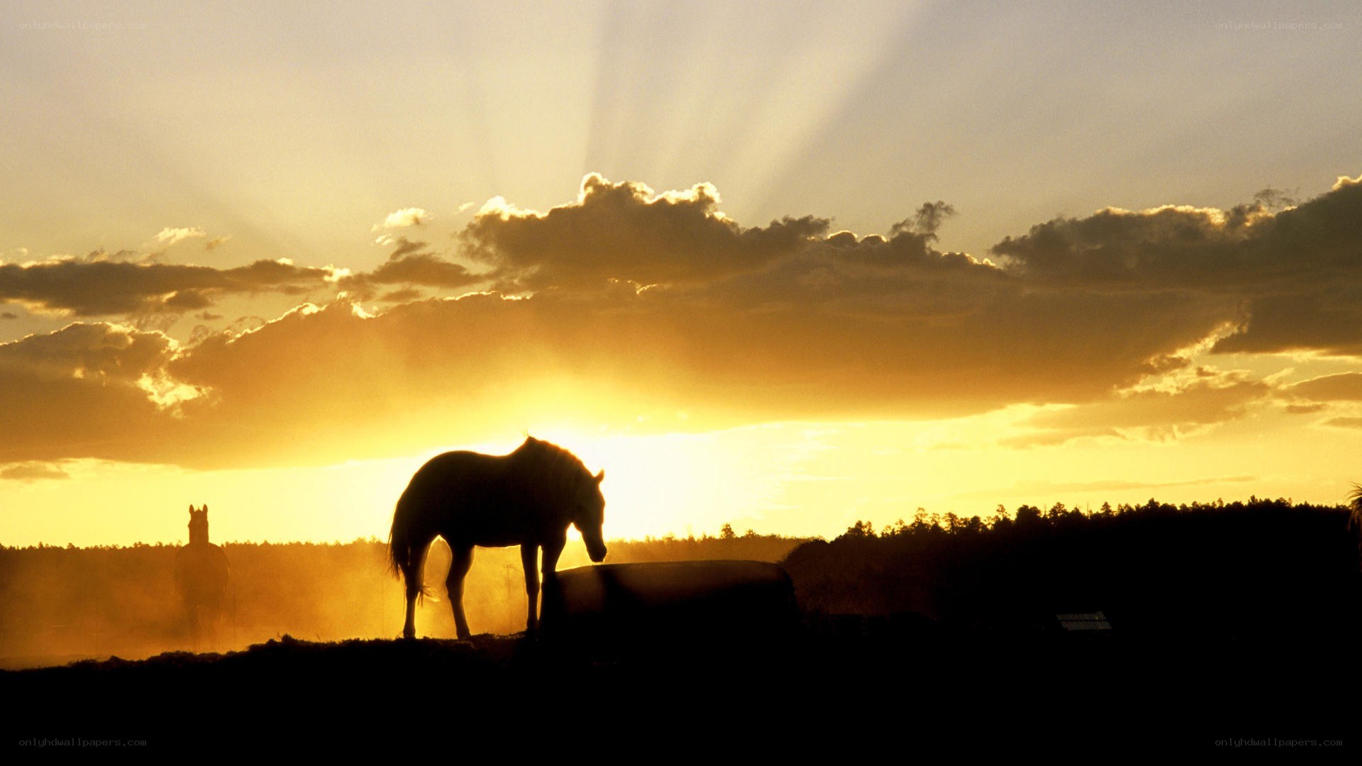 Horse at sunset silhouette