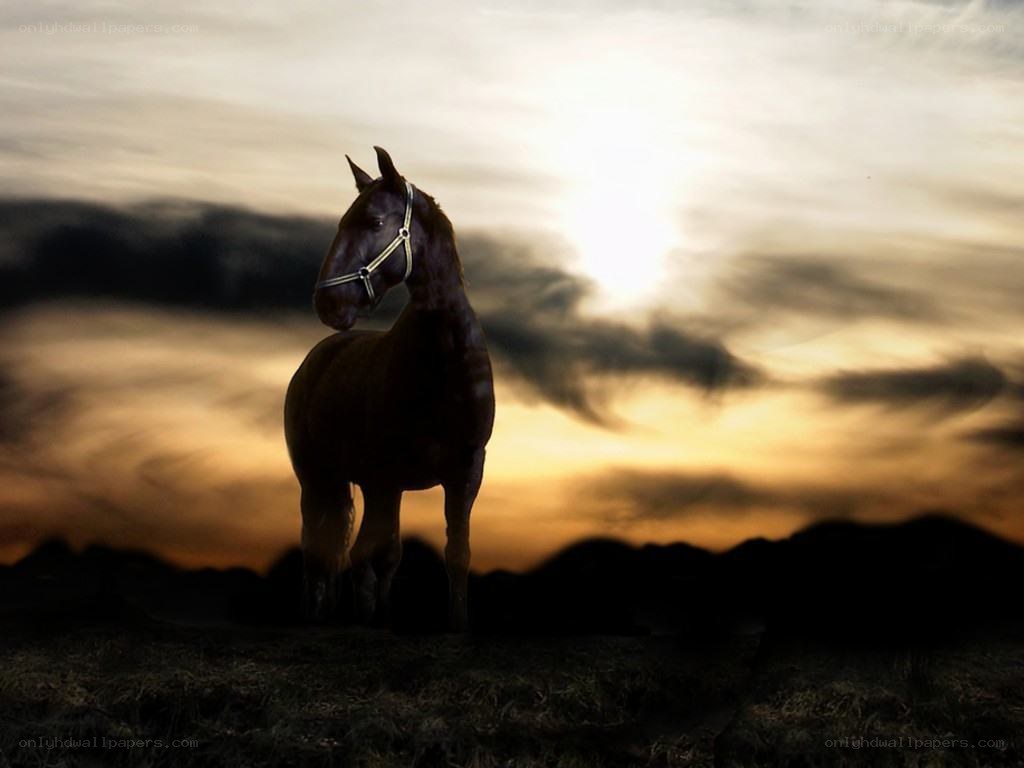 horse at sunset silhouette