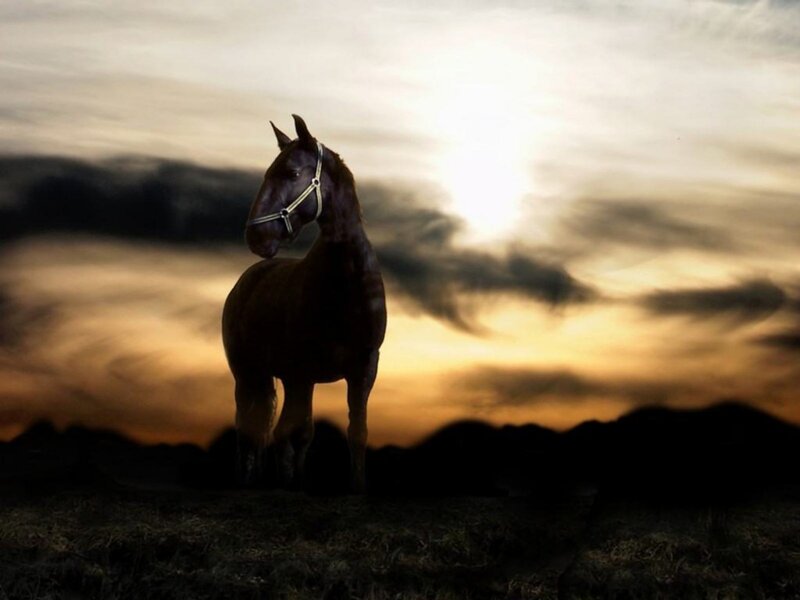 horse at sunset silhouette