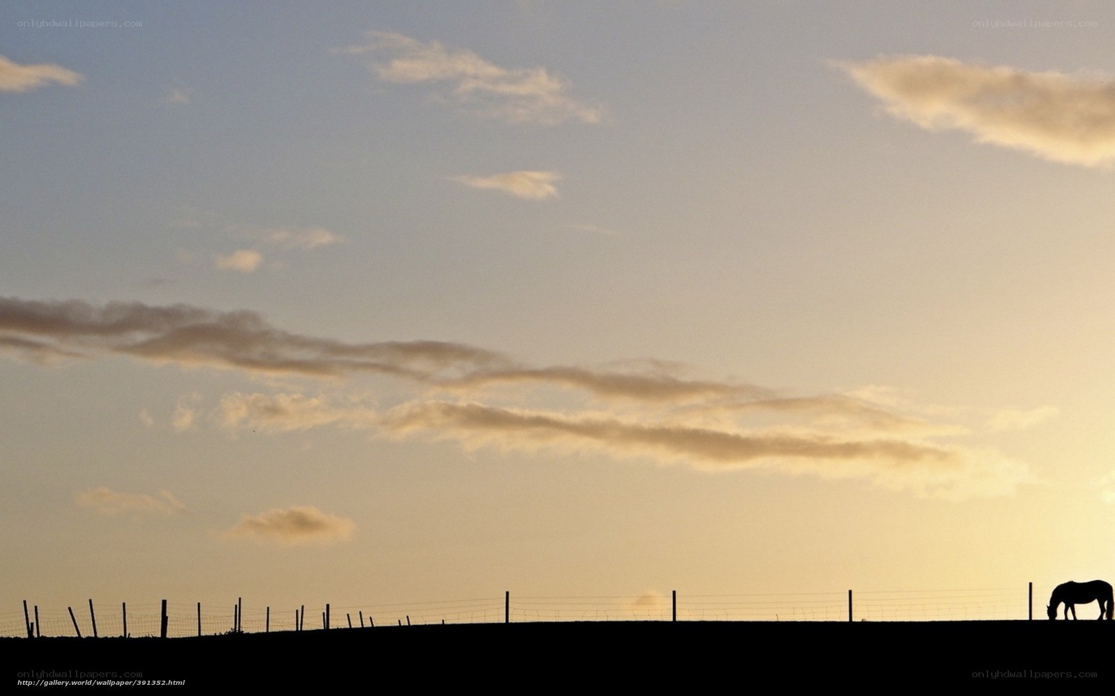 Horse at sunset silhouette