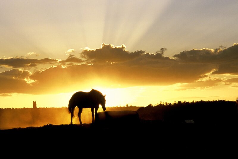 Horse at Sunset — Yellow, Dramatic