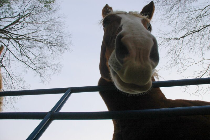 horse at the fence