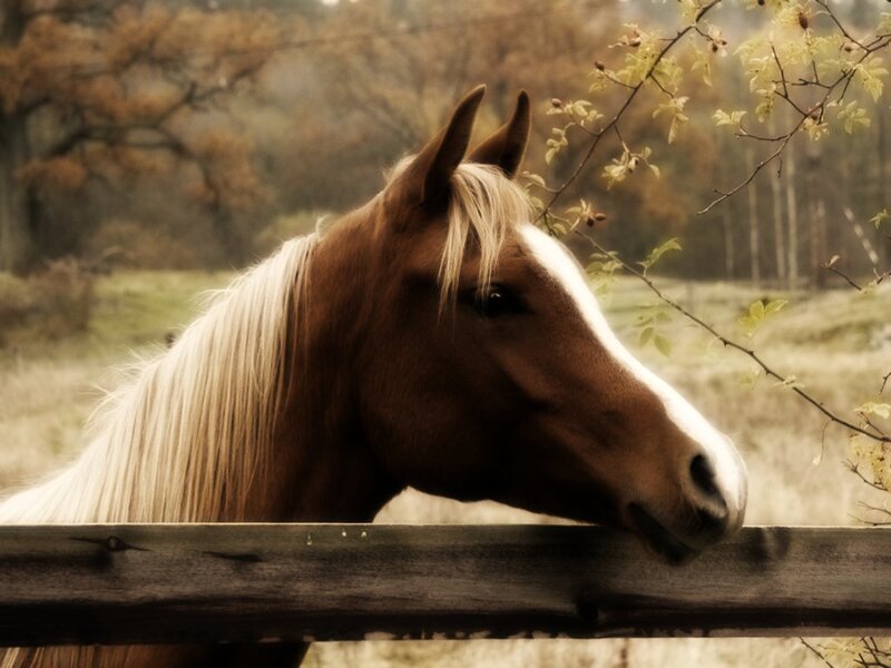 horse at wooden fence