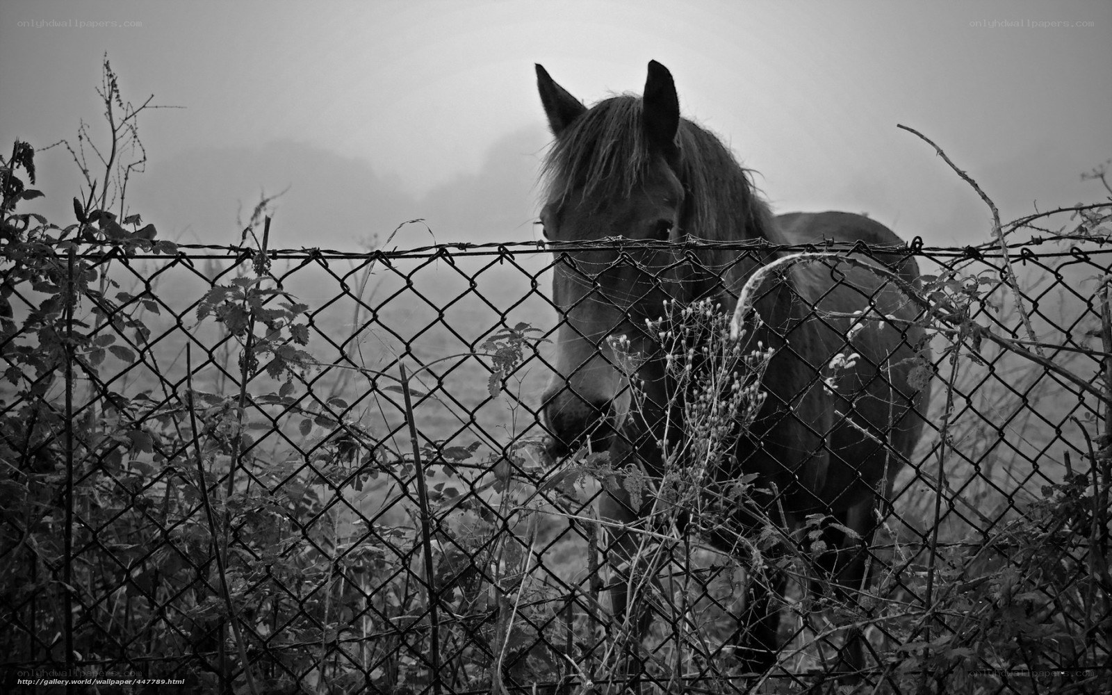 horse behind a fence