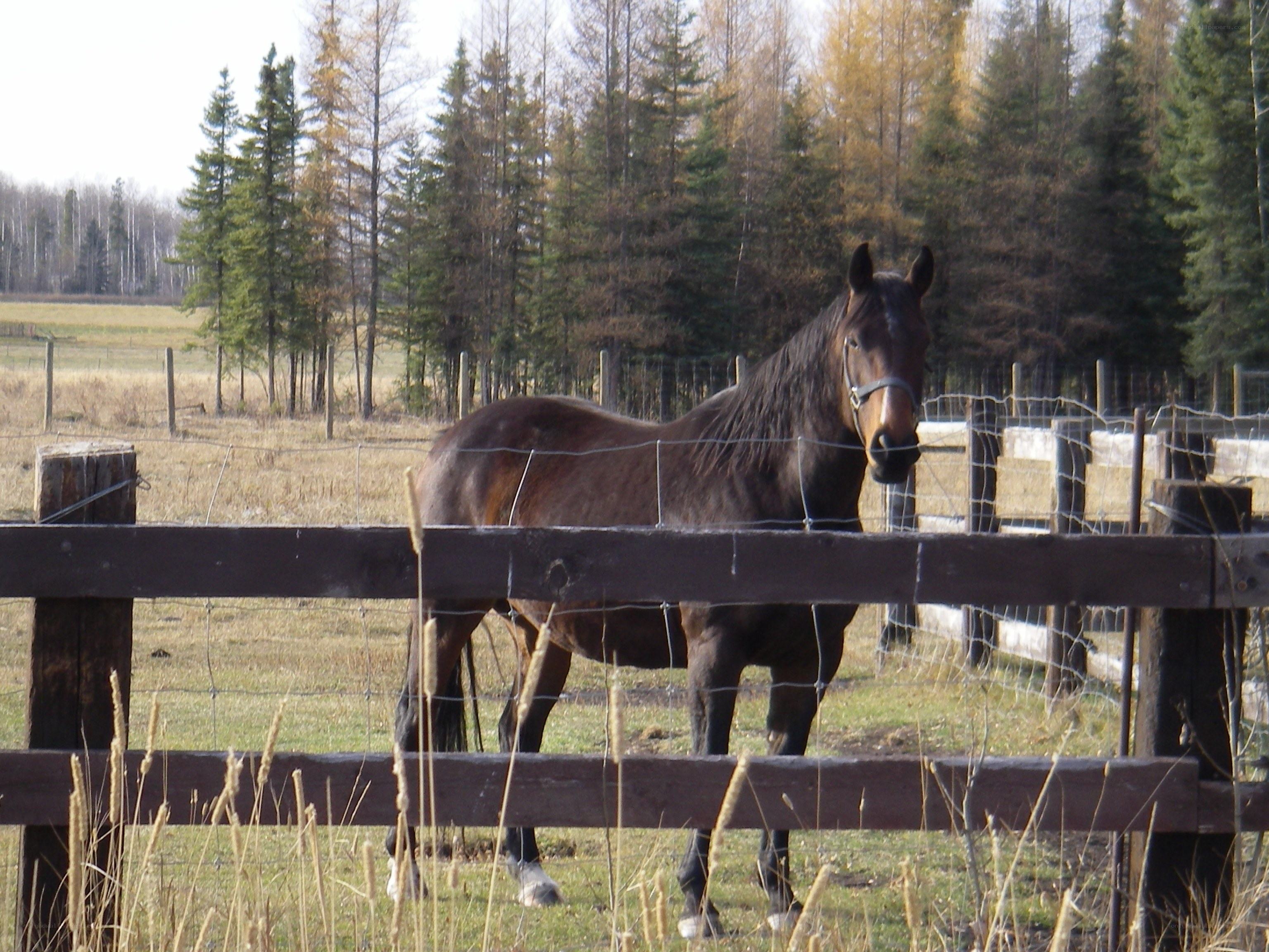 horse behind a fence