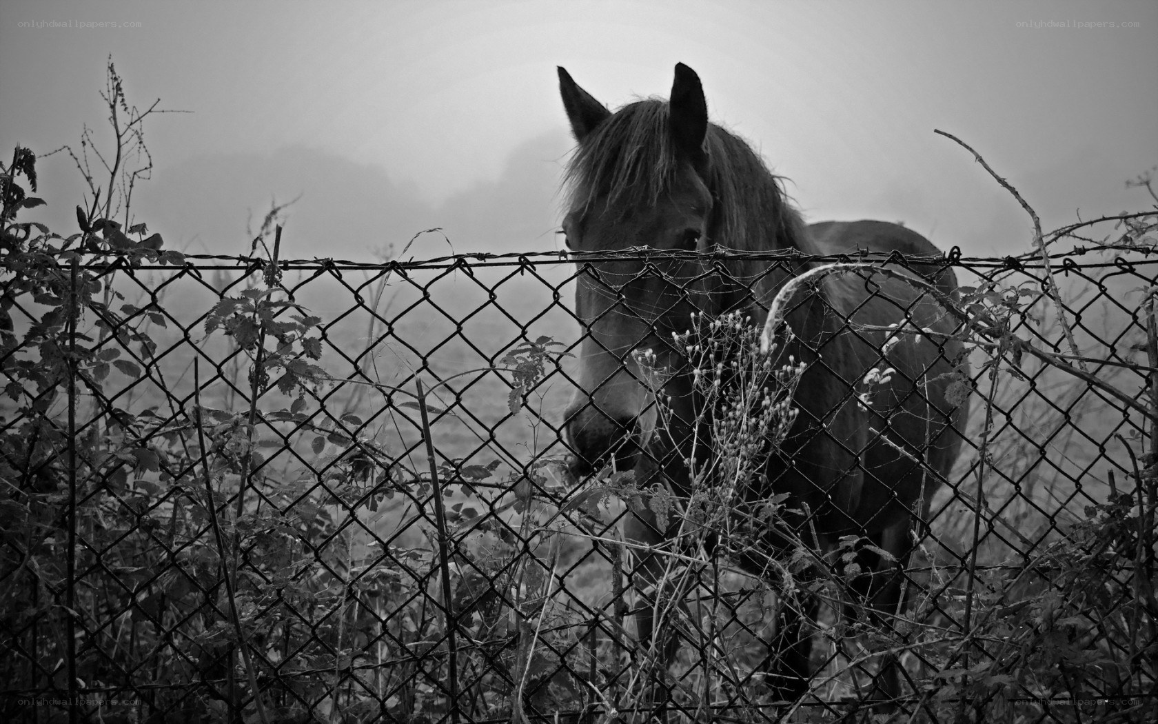 horse behind a fence