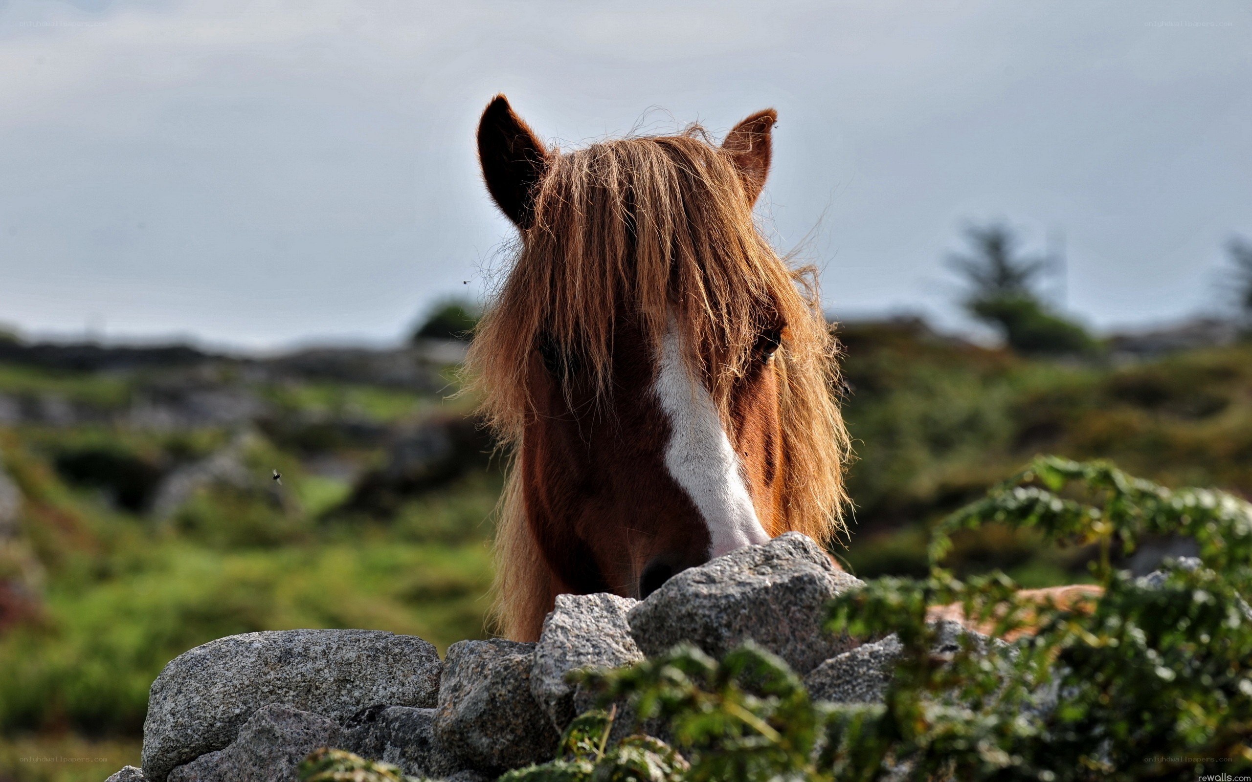 horse behind a stone wall