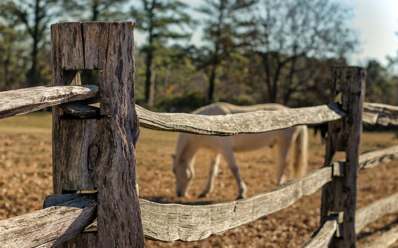 Horse behind a wooden fence