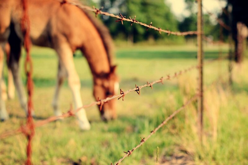 horse behind barbed wire fence